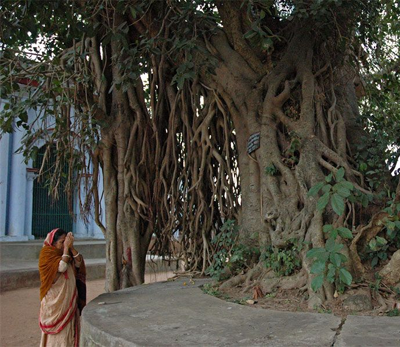 Information about History of Naga Panchami.Naga Panchami is a famous Hindu festival, celebrated in the honor of snakes